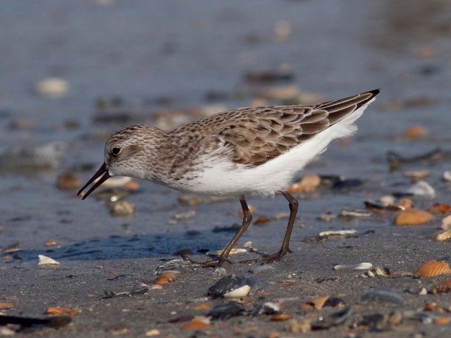 Semipalmated Sandpiper